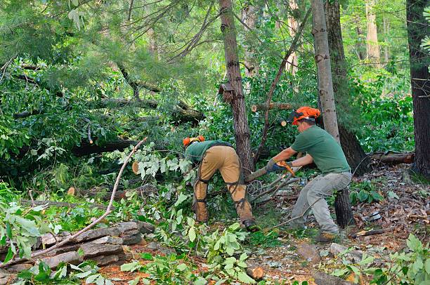 Best Firewood Processing and Delivery  in USA