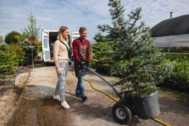 Best Palm Tree Trimming  in USA